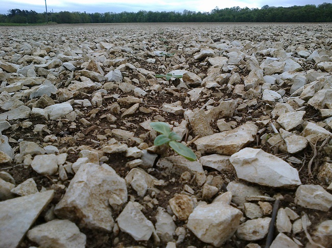 Levée de tournesol, Mai 2012