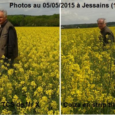 colza, printemps 2015