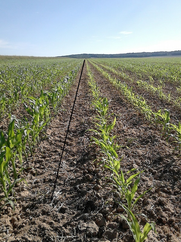 Maïs strip till, fertilisation localisée ou pas ?