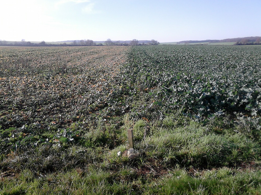 Limite de 2 parcelles de colza au 05/12/14