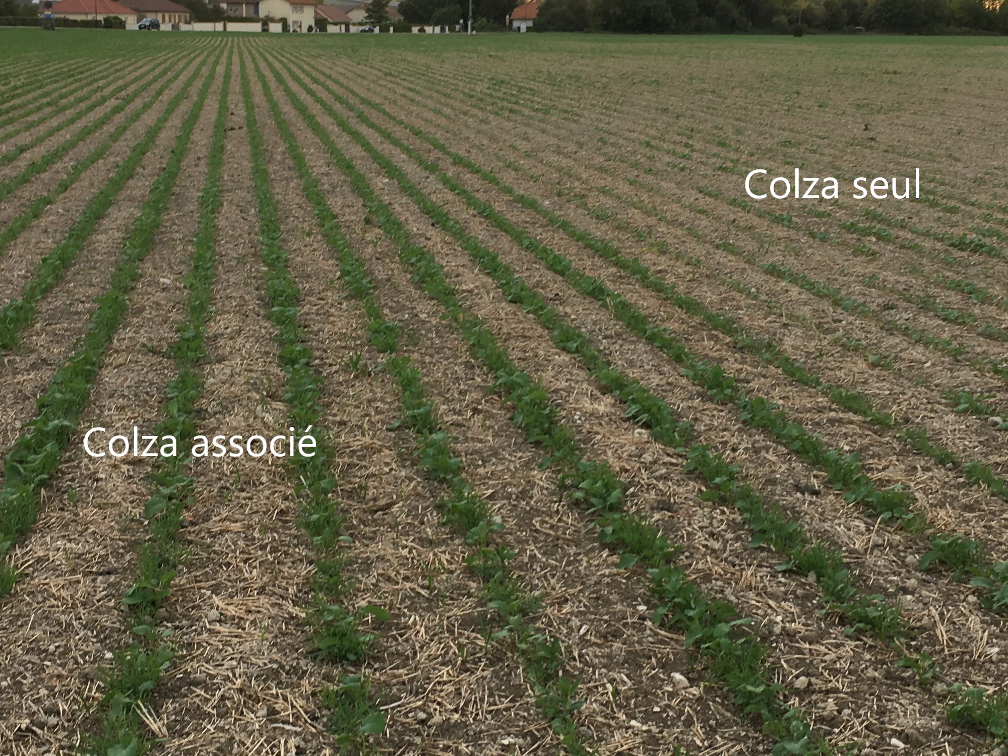 Colza associé VS colza seul